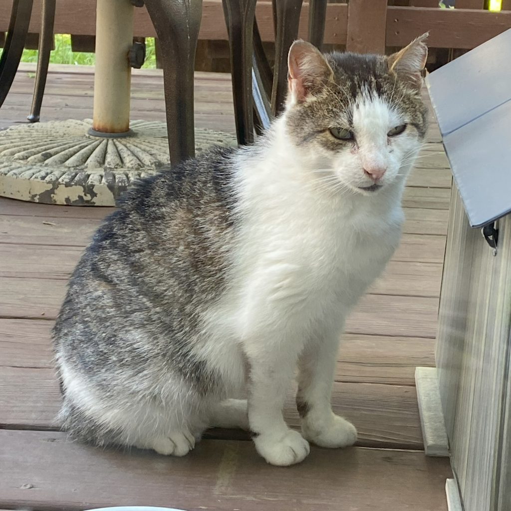 Snow - showing torn left ear tip