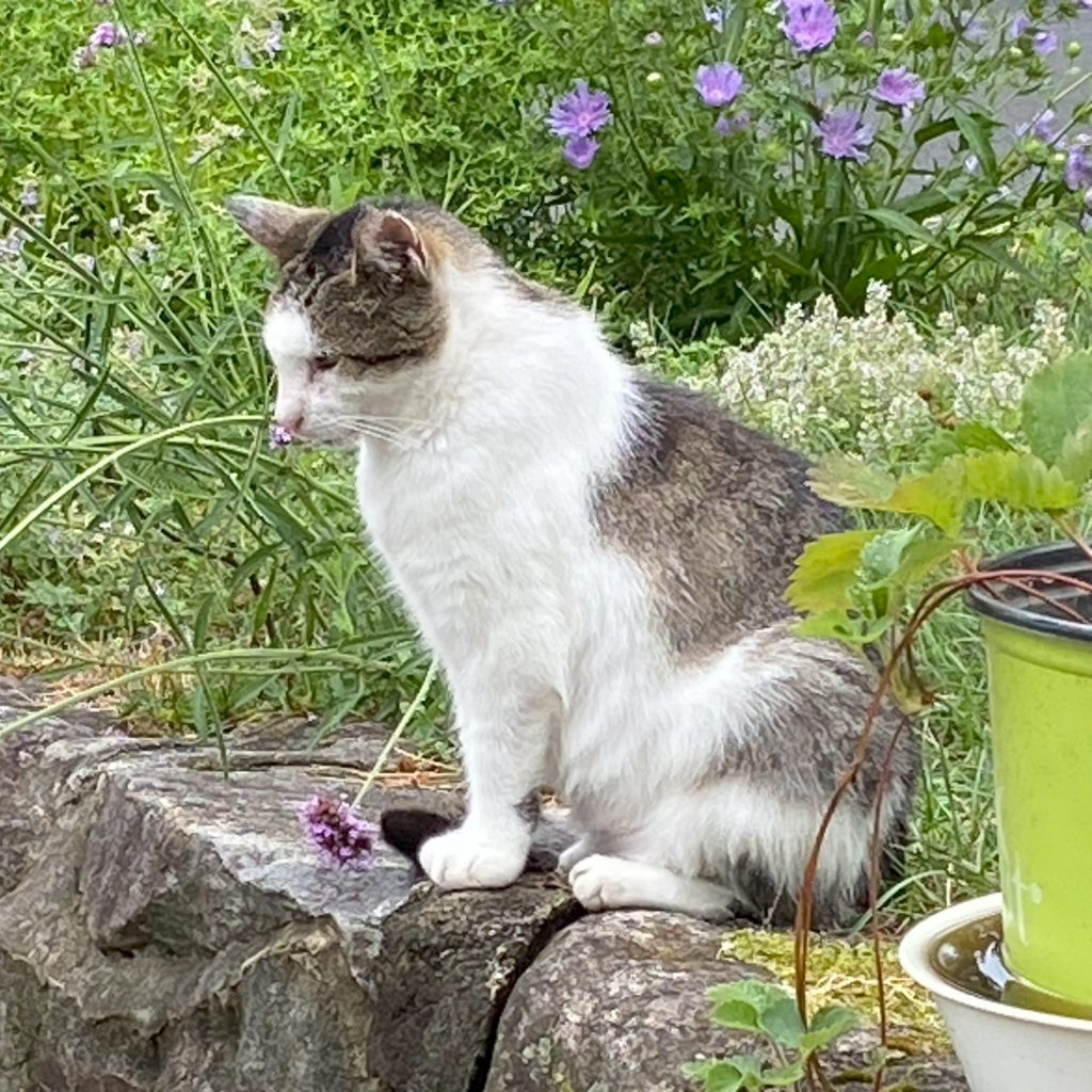 Snow - white cat with grey tabby patterns
